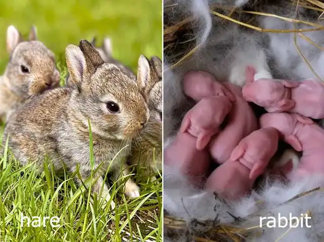 How to Tell Them Apart at Birth

