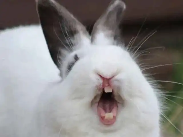 Rabbit Teeth That Keep Growing for Life
