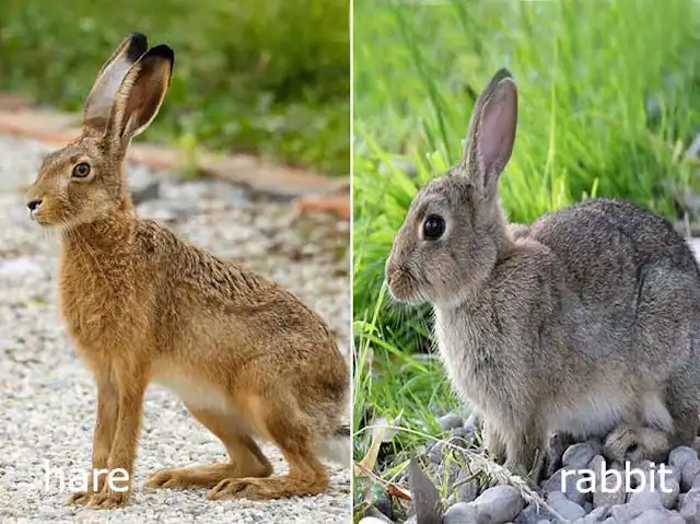 How to Tell Them Apart by Appearance