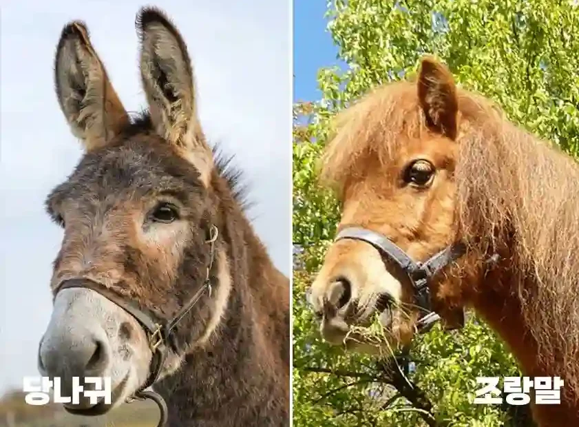 당나귀와 조랑말 구분