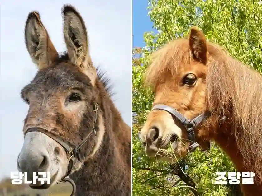 당나귀 조랑말 노새 다 같은말? 쉽게 구분하는법
